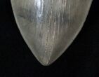 Giant Megalodon Tooth - Nice Serrations #16668-3